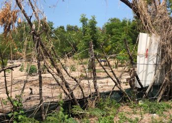 As invasões sem procedências em Manguezais da ilha de São Luís