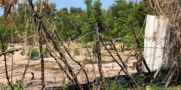 As invasões sem procedências em Manguezais da ilha de São Luís